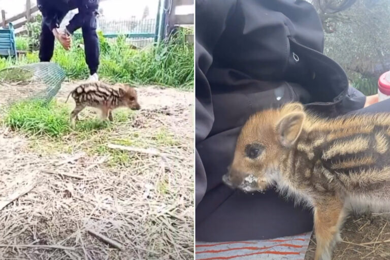 Trouvé seul alors qu'il errait parmi les voitures près de Rome, un sanglier de quelques jours sauvé et adopté : la nouvelle vie de Valsoia