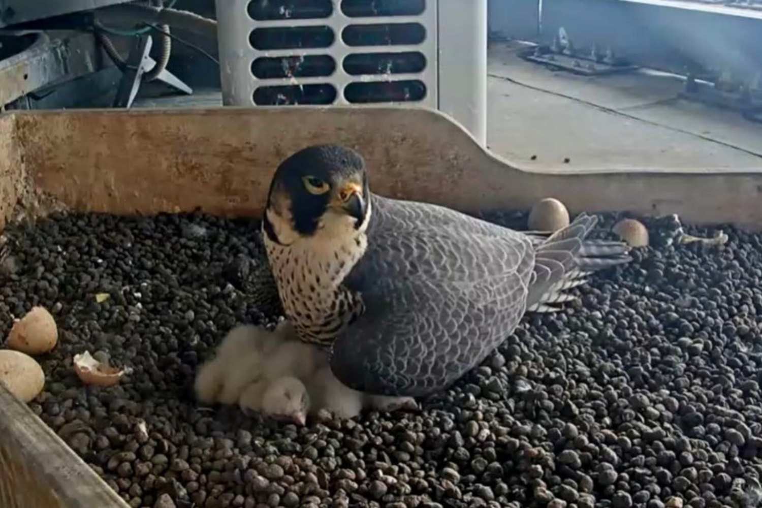 Falchi Giò et Giulia