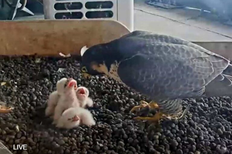 Le quatrième poussin de Giò et Giulia est également né : la famille des faucons pèlerins Pirellone est au complet (et les noms complets ont été ajoutés)