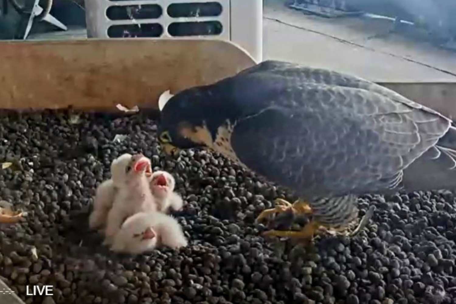 giò e giulia falchi