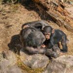 Fissures et attaques meurtrières (même envers les chiots) : quelle est cette histoire de la première « guerre civile » entre chimpanzés