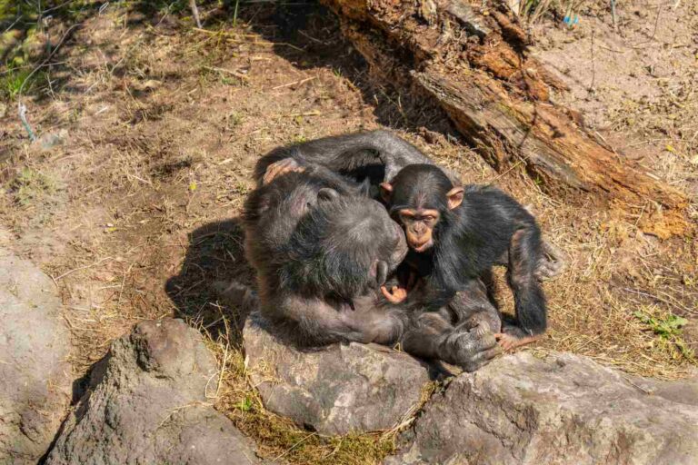 Fissures et attaques meurtrières (même envers les chiots) : quelle est cette histoire de la première « guerre civile » entre chimpanzés