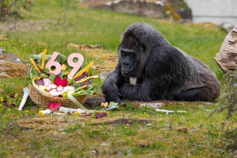 Le plus vieux gorille du monde fête ses 69 ans : capturé à l'âge de 2 ans, il n'a jamais quitté un zoo depuis