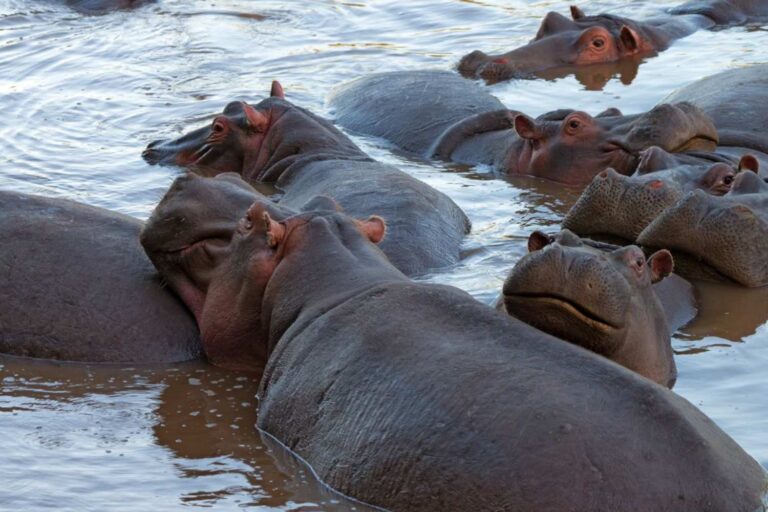 La Colombie va abattre 80 hippopotames descendants de ceux importés par Pablo Escobar (après des années de tentatives de confinement)