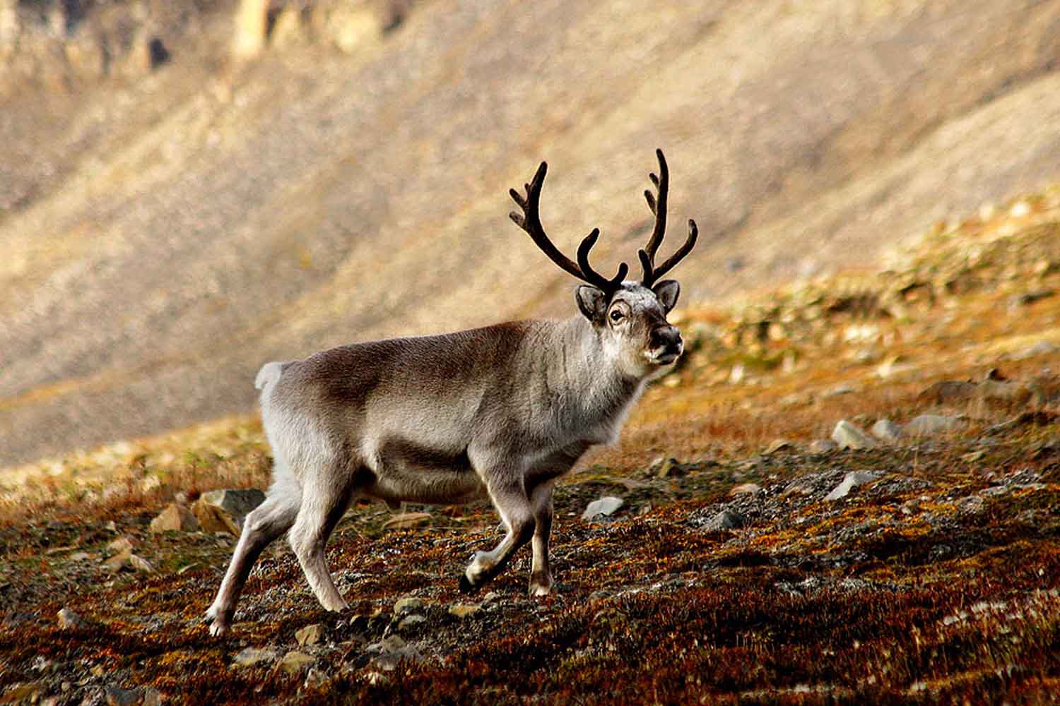 Renna delle Svalbard