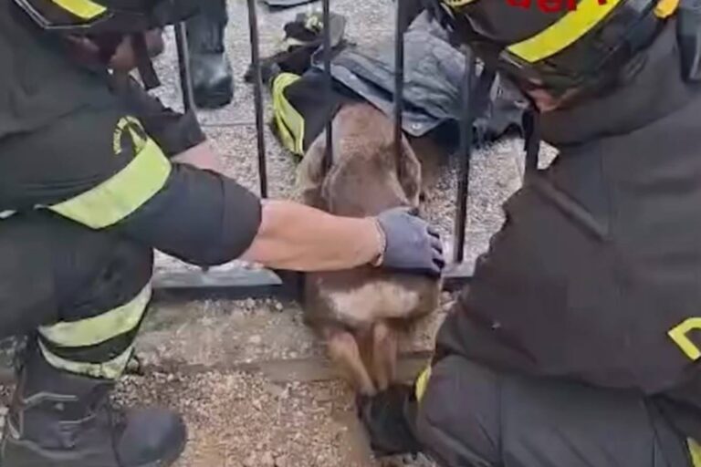 Des chevreuils restent coincés dans le portail du cimetière de Vinci : assistez au délicat sauvetage des pompiers
