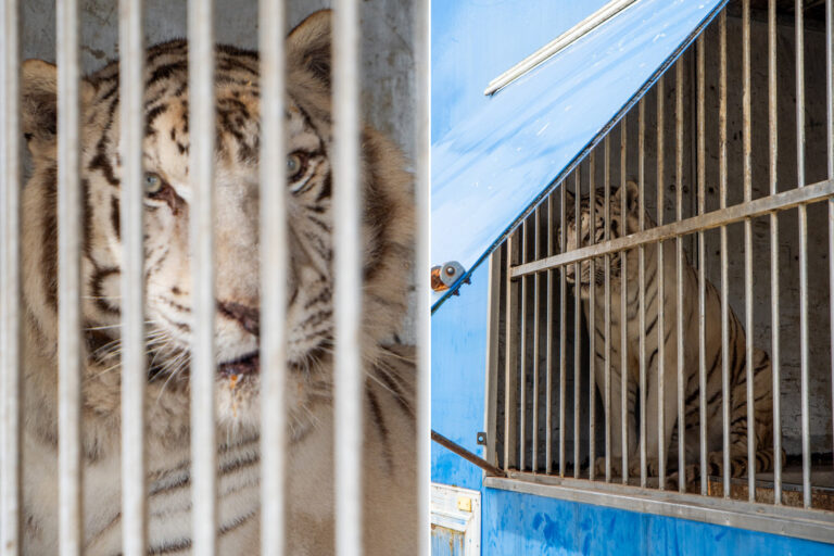 Sona, la dernière tigresse du cirque portugais, est enfin dans un sanctuaire (où elle pourra marcher sur terre pour la première fois)