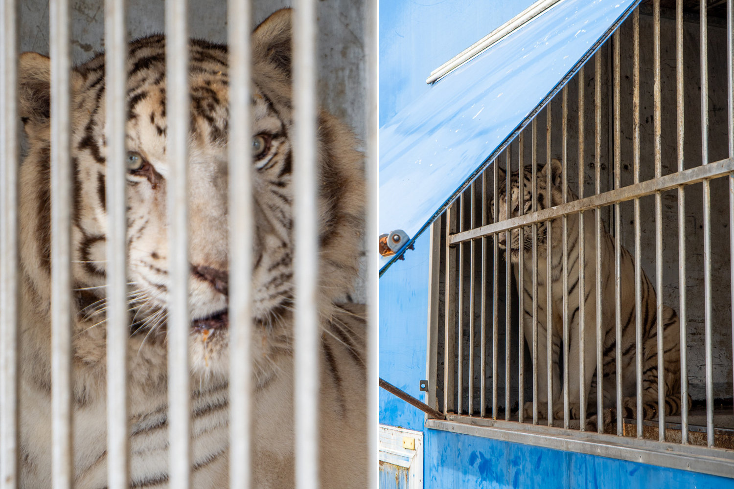 Sona tigre