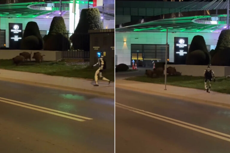 Quelle est cette histoire du robot humanoïde qui chasse les sangliers du centre-ville : l'expérience de Varsovie devient virale