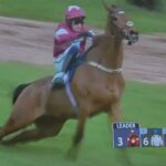 Le cheval Gold Dancer remporte la course mais est euthanasié sur la piste (à cause d'une fracture), choc au Royaume-Uni : ce n'est pas du sport !