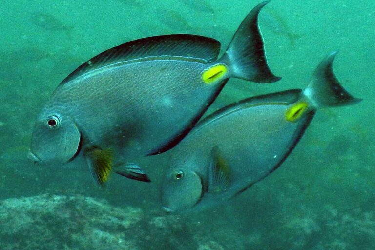 Poisson chirurgien de Monrovia repéré dans l'Adriatique : ses « lames » peuvent causer des blessures