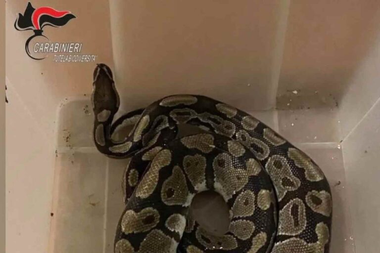 Python royal d'un mètre trouvé dans la campagne de Lugo: la police le sauve de l'hypothermie