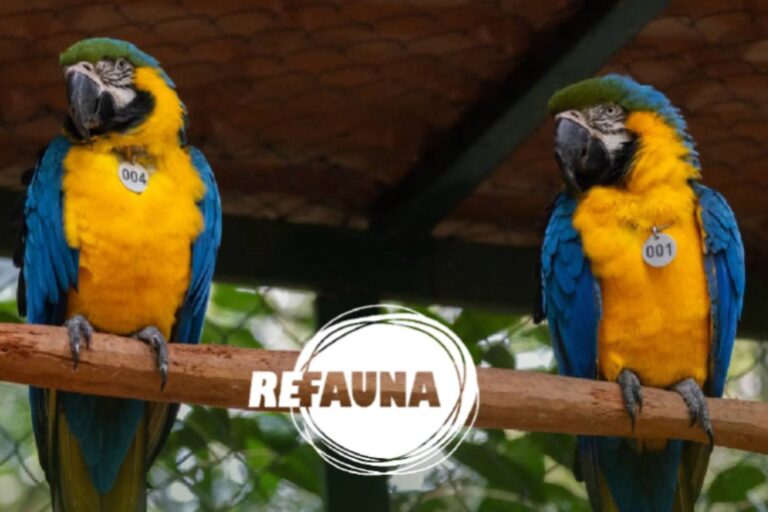 Les aras bleus et jaunes reviennent à Rio de Janeiro après 200 ans ! Ils avaient disparu à cause de la déforestation et du braconnage