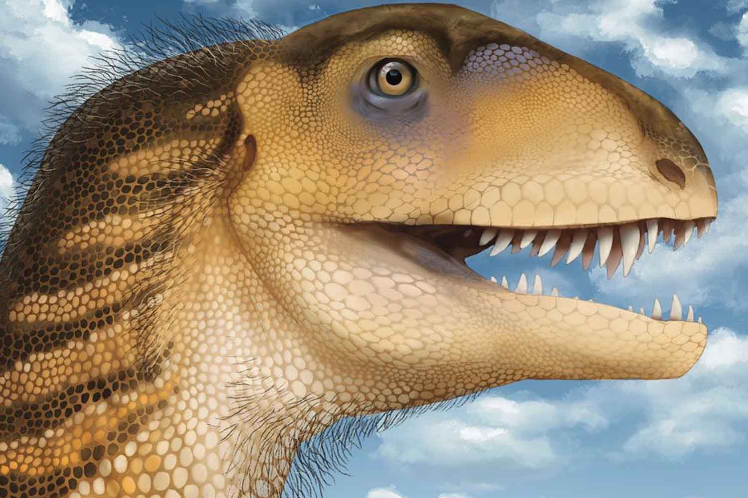 Ptychotherates bucculentus