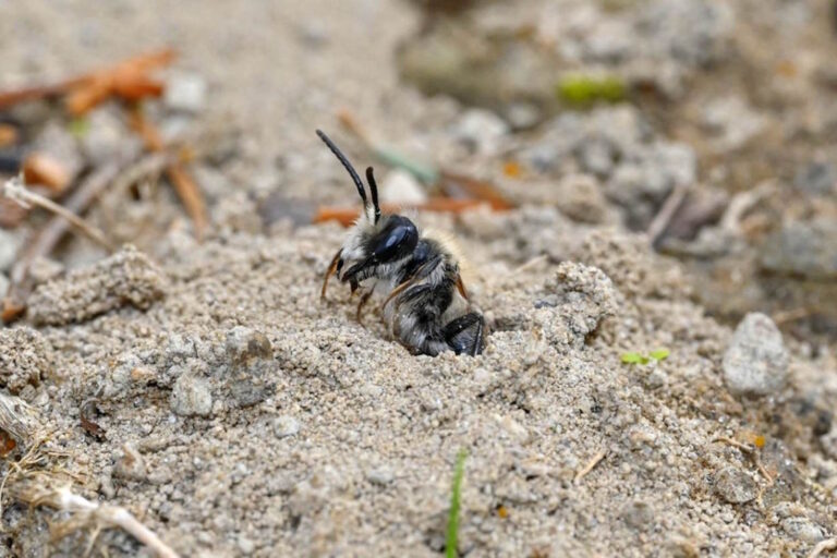 L'une des plus grandes colonies d'abeilles au monde vit dans un cimetière aux États-Unis, abritant environ 5,5 millions de spécimens.