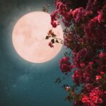 Lune des Fleurs le 1er mai : tout le monde est prêt ce soir pour la pleine lune la plus romantique de l'année