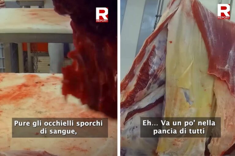 « Viande animale avec pus et traumatismes dans des hamburgers de restauration rapide » : l'enquête choc de Report sur l'abattoir Troni