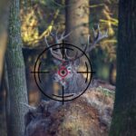 Le projet de loi sur la chasse passe l'examen au Sénat, mais le gouvernement fait marche arrière sur le bouquetin : ce qui change maintenant