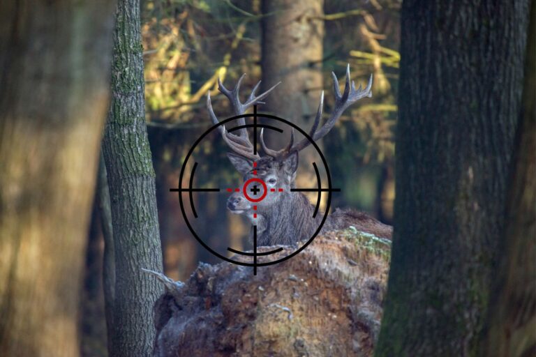 Et si la chasse était une addiction pathologique ? L'étude qui démonte la « tradition » (pendant que le projet de loi « Shooter » avance)