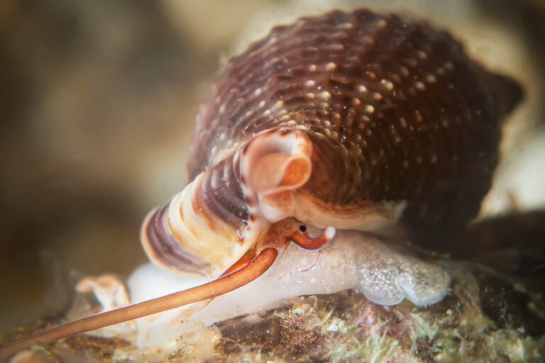 Cet « escargot vampire » suce le sang des poissons avec une trompe géante (et est nominé pour le prix Mollusque de l’année)