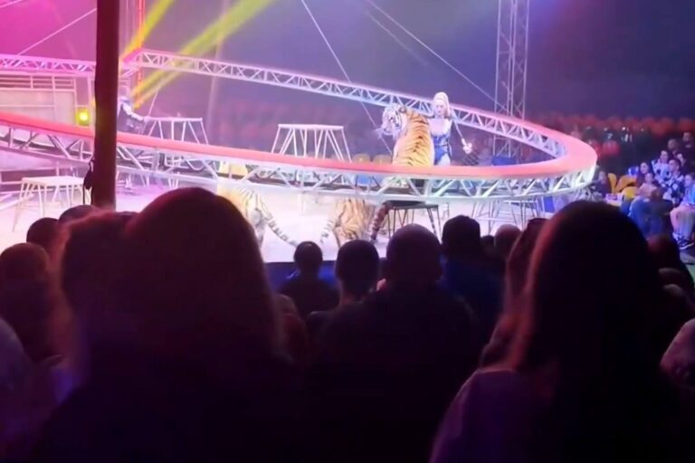Le filet de sécurité du cirque se brise, un tigre bondit vers les spectateurs et fait des ravages