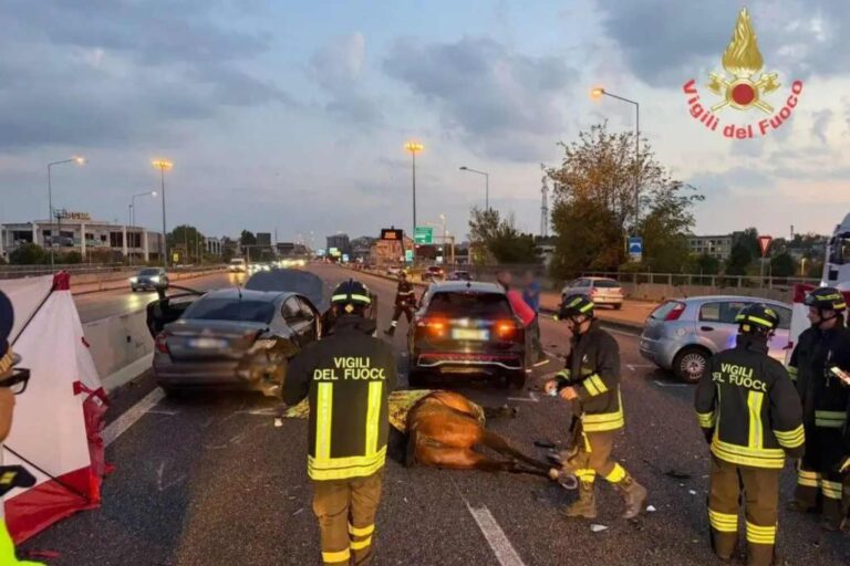 Deux chevaux en fuite s'écrasent sur la route nationale 36 à Monza : un meurt sur le coup suite à l'impact avec les voitures, plusieurs personnes sont blessées