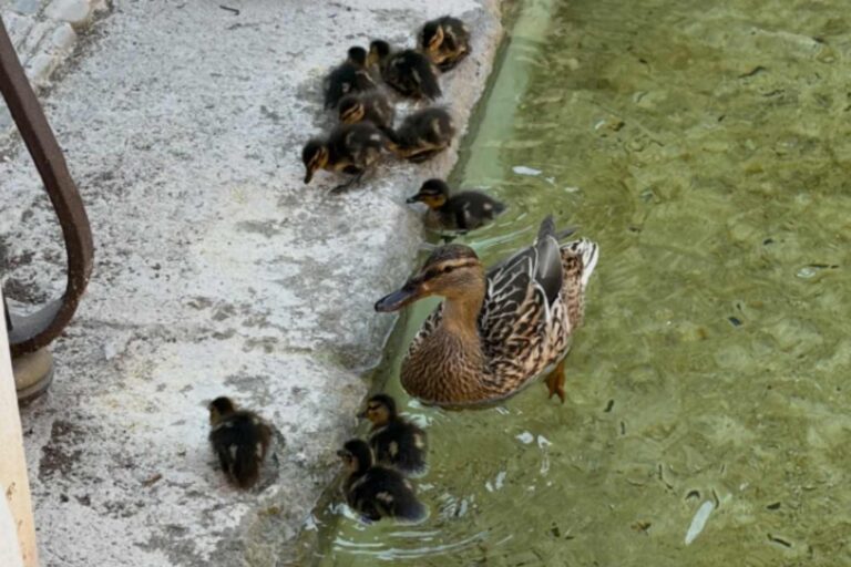 La fontaine de la Piazza Mazzini devient la « maison » de la mère Germana et de ses 11 canetons : Rome la ferme pour les protéger