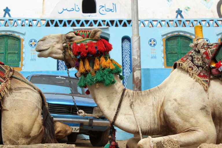 L’Egypte a finalement interdit les expositions d’animaux dans les hôtels et villages : un tournant pour un tourisme plus éthique (et plus sûr)