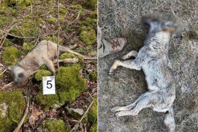 Le massacre des loups se poursuit dans le Parc National des Abruzzes, 18 spécimens tués : « Mattarella doit intervenir pour arrêter le massacre »