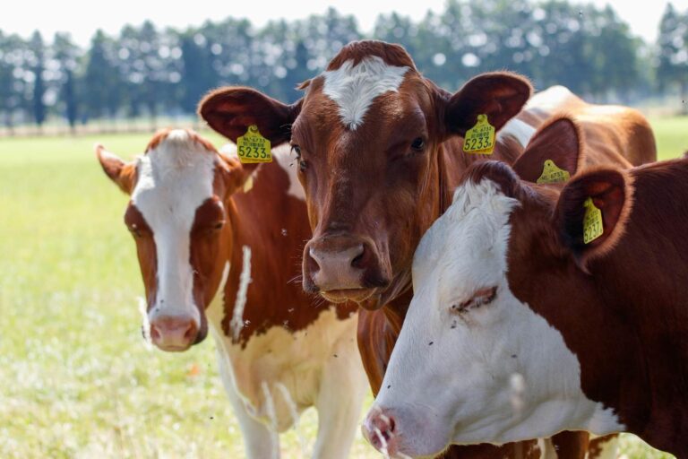 Près de 200 vaches abattues en Sardaigne, mais seulement 4 étaient positives à la dermatite bovine : n'y avait-il vraiment pas d'autre solution ?