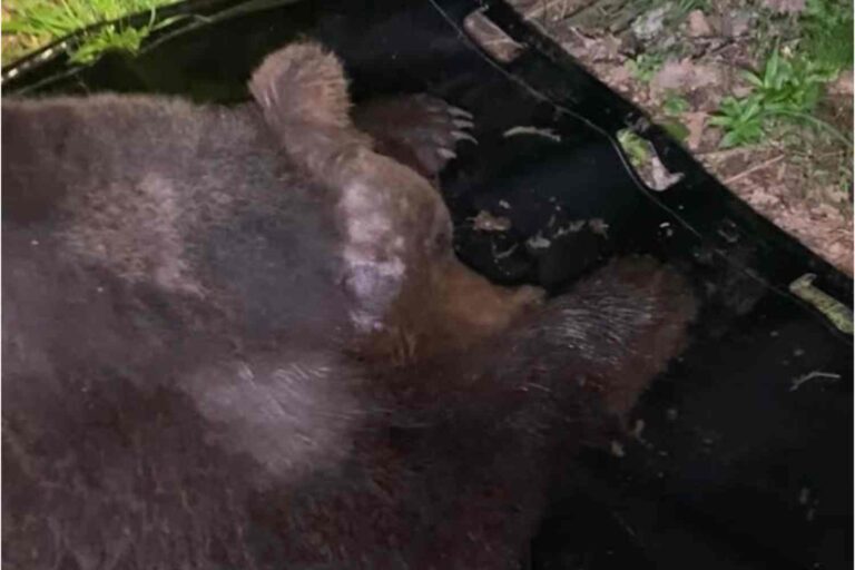 Un ours marsicain a été sauvé par un nœud coulant en acier autour du cou, qui risquait de le tuer : l'histoire de Libero