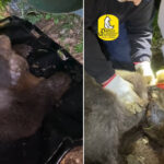 Cet ours marsicain a passé des semaines avec un nœud coulant en acier autour du cou : c'est le visage inhumain du braconnage