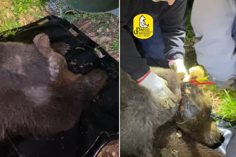 Cet ours marsicain a passé des semaines avec un nœud coulant en acier autour du cou : c'est le visage inhumain du braconnage