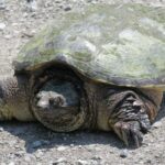 Alerte tortue serpentine à Rome : deux autres spécimens de l'espèce exotique repérés (et ils se sont peut-être déjà reproduits)