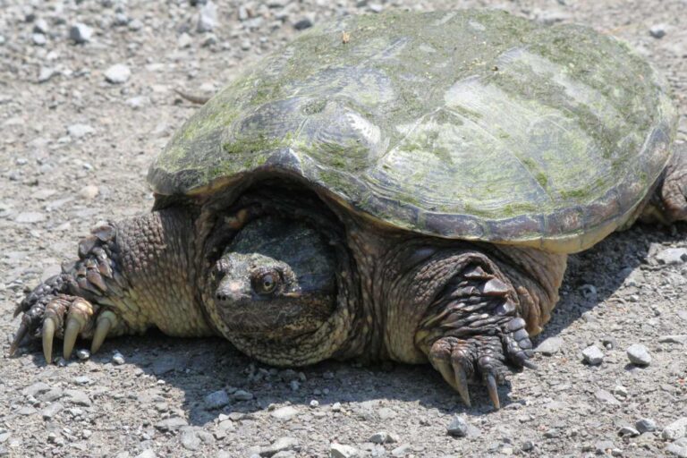 Alerte tortue serpentine à Rome : deux autres spécimens de l'espèce exotique repérés (et ils se sont peut-être déjà reproduits)