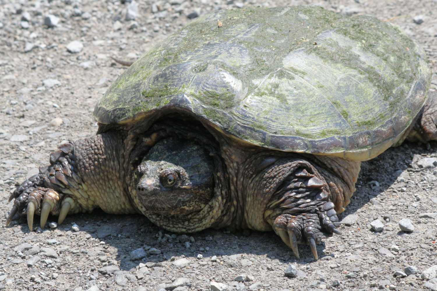 tartaruga azzannatrice