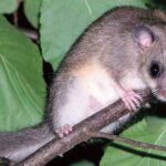 Trop de dégâts sur les noisetiers causés par les loirs, la province de Cuneo prend des mesures avec des cages et des barrières pour les contenir