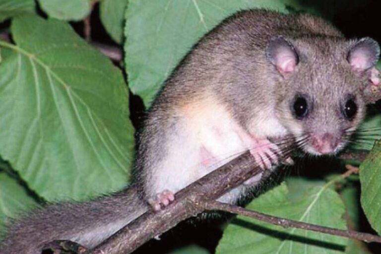 Trop de dégâts sur les noisetiers causés par les loirs, la province de Cuneo prend des mesures avec des cages et des barrières pour les contenir