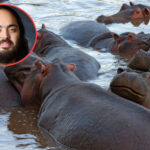 Il y a de l'espoir pour les hippopotames d'Escobar : un magnat indien veut les sauver de la mort et les accueillir dans son refuge