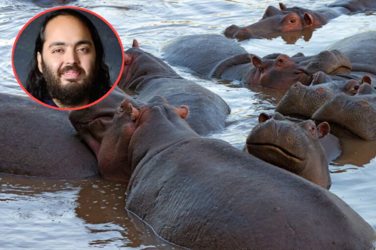 Il y a de l'espoir pour les hippopotames d'Escobar : un magnat indien veut les sauver de la mort et les accueillir dans son refuge