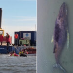 Timmy, la baleine à bosse échouée, est maintenant sur une barge en route vers la mer du Nord. Regardez l'un des plus grands sauvetages jamais tentés.