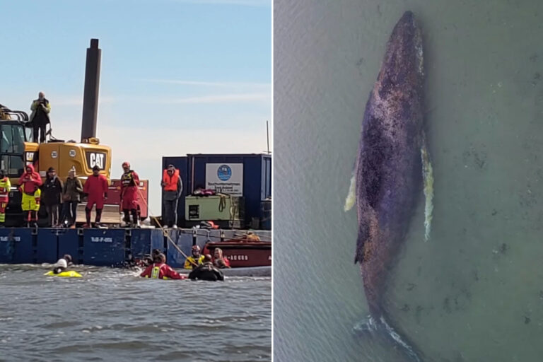 Timmy, la baleine à bosse échouée, est maintenant sur une barge en route vers la mer du Nord. Regardez l'un des plus grands sauvetages jamais tentés.