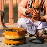 Un touriste décède en Egypte après une morsure de serpent lors d'un spectacle dans un complexe (malgré une nouvelle interdiction)