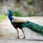L'invasion surréaliste des paons à Punta Marina : plus de 100 spécimens errent partout et chantent la nuit (exaspérant les citoyens)