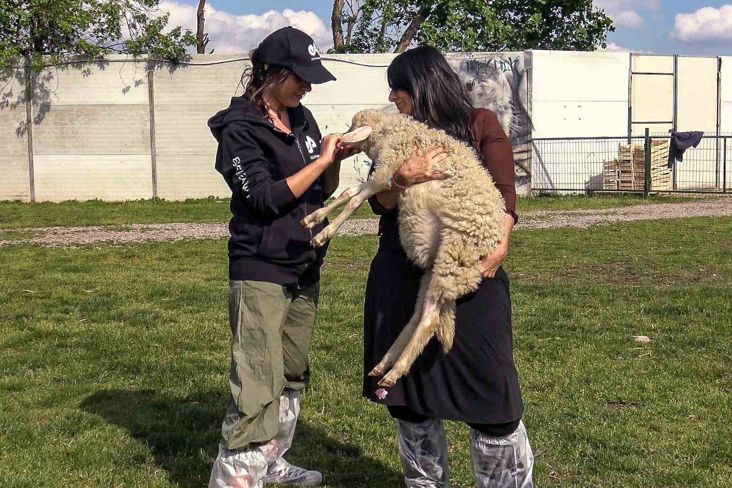 Anna Lamb étant des animaux 