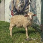 De l'abattoir au sanctuaire : l'histoire de la petite agneaune Anna, sauvée de l'enfer de l'agriculture