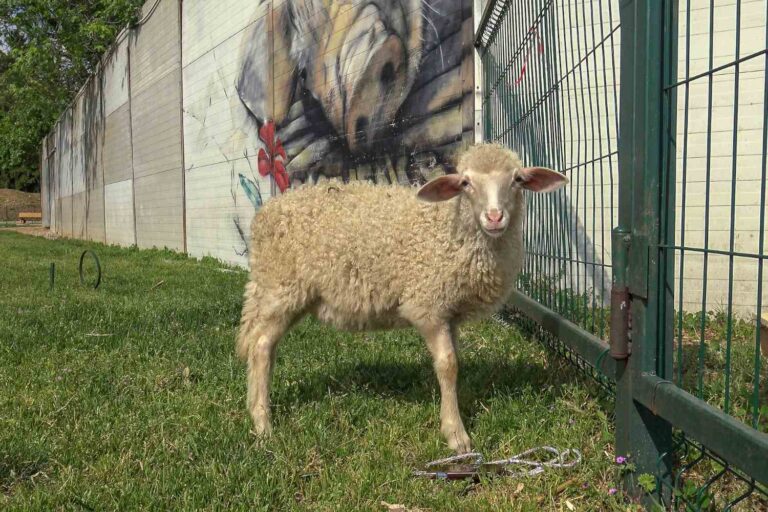 De l'abattoir au sanctuaire : l'histoire de la petite agneaune Anna, sauvée de l'enfer de l'agriculture