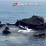Le requin bleu reste coincé parmi les rochers de Grottammare : regardez le sauvetage passionnant des garde-côtes