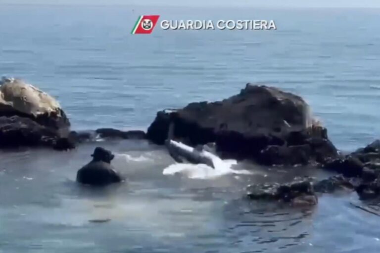 Le requin bleu reste coincé parmi les rochers de Grottammare : regardez le sauvetage passionnant des garde-côtes