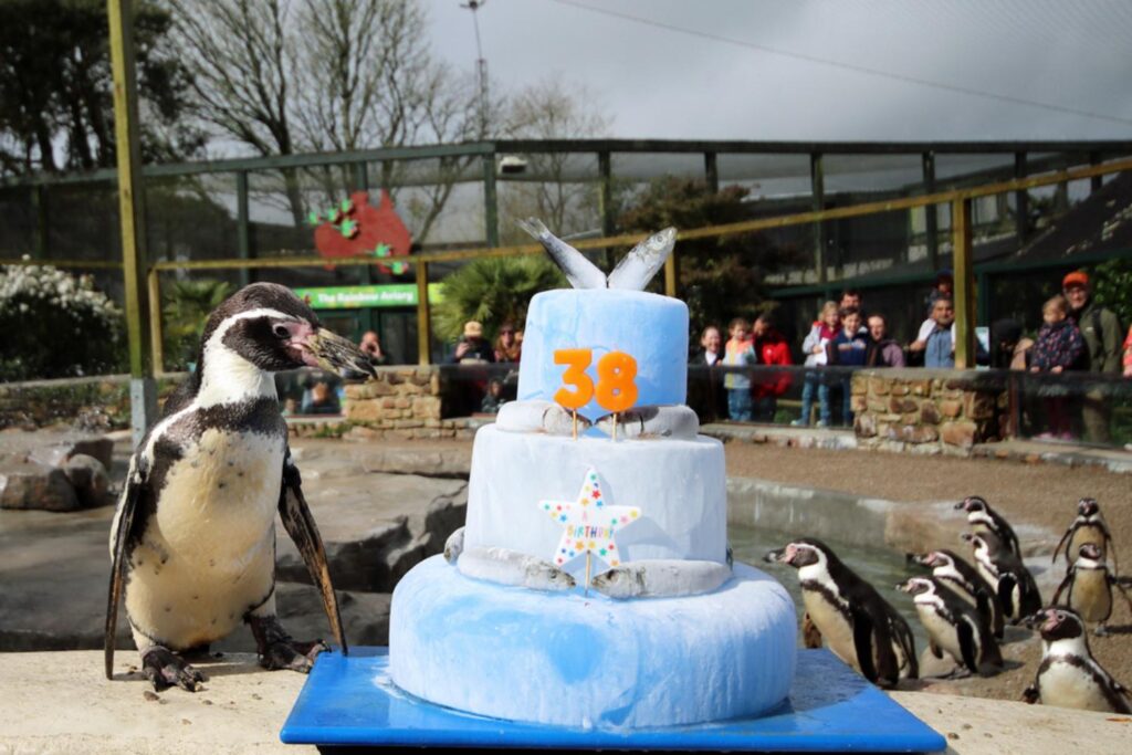 Pinguino compleanno